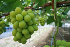 シャインマスカット