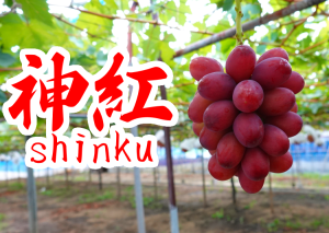 神紅（しんく）