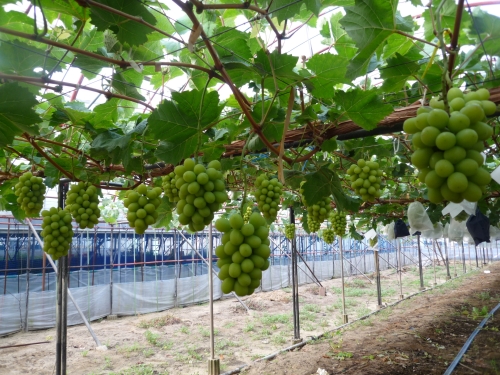 シャインマスカット園