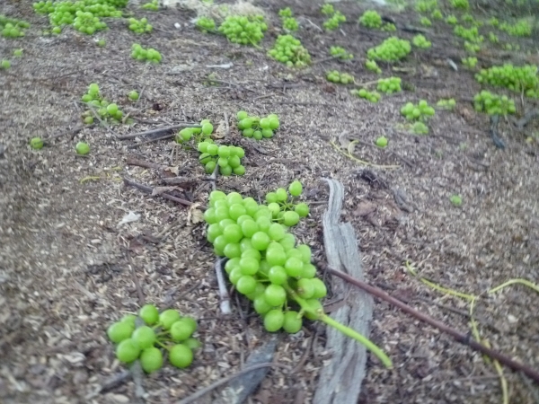 落ちてる葡萄