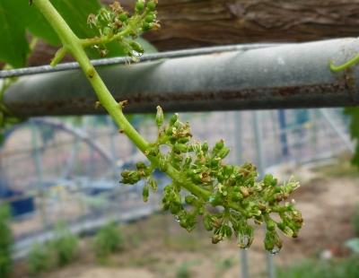 ジベレリン処理後